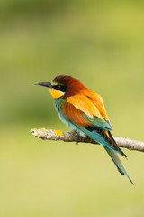 Small bird with a nice plumage