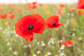 Fototapeta premium Poppy field