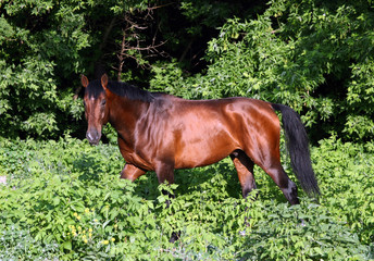 Hanoverian bay horse in a summer forest