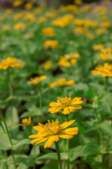 Beautiful gerbera flower in garden.