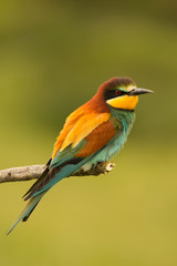 Small bird with a nice plumage
