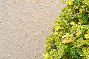 Painted Nettle bush plant in tropical climate garden