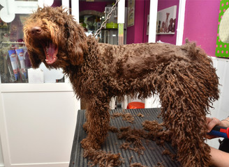 Perro de aguas español cortándose el pelo.