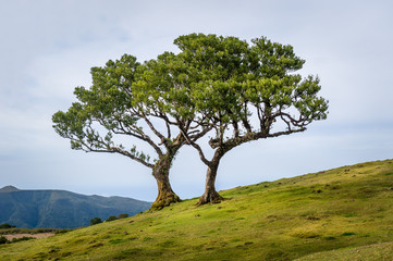 Fototapeta na wymiar Two lonely trees growing in the hills of Madeira mountain plateau