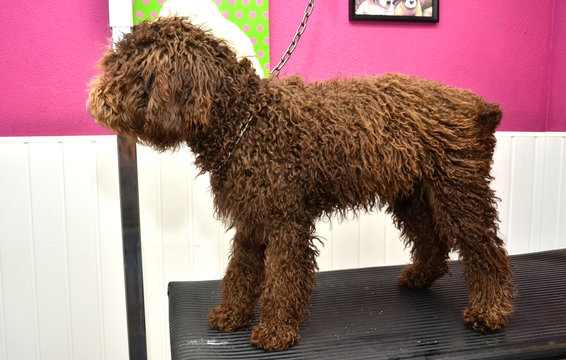 Perro de aguas español en la peluquería canina.