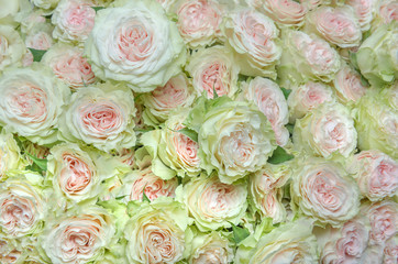 white roses background