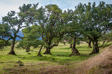 Fototapeta premium Curved trees of Fanal forest national park at Madeira island west