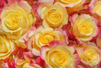 yellow pink roses