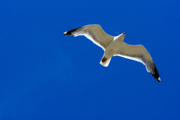 Seagull flying in the sky