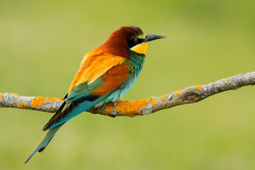 Small bird with a nice plumage