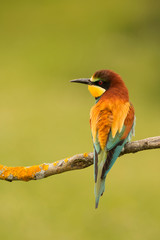 Small bird with a nice plumage