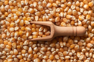 Wooden scoop on dried corn background