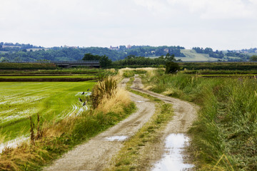 Fototapeta na wymiar Road between rice fields