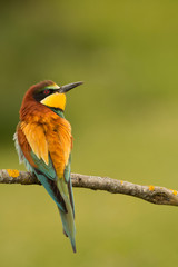 Small bird with a nice plumage