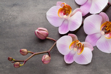 Fototapety  Spa orchid tematu obiektów na szarym tle.