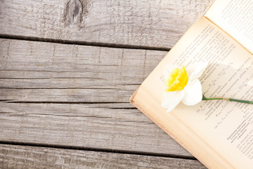 Summer pictures with an open book. Open book on the background of nature. Knowledge is power. Flowers in the book. Education. on the wooden table. Teacher's day. Empty space for text