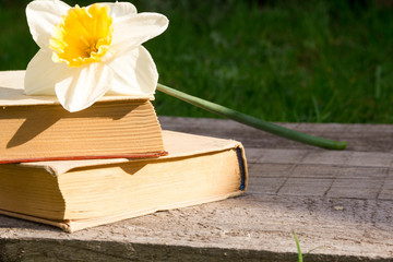 Summer pictures with an open book. Open book on the background of nature. Knowledge is power. Flowers in the book. Education. on the wooden table. Teacher's day. Empty space for text
