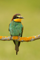 Small bird with a nice plumage