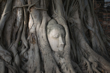 Ancient head of Sandstone Buddha in The Tree Roots form Ayutthay