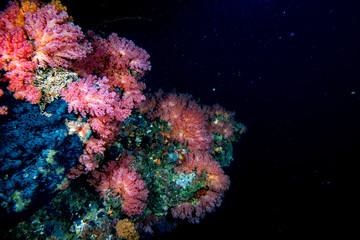 Alcyonarian Soft Coral wall underwater landscape panorama