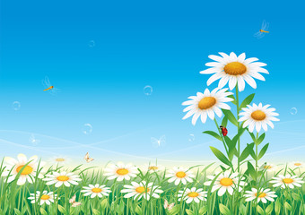 Flower meadow with daisies on a background of blue sky