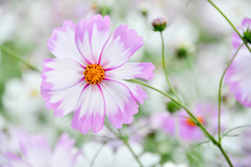 Fototapeta premium ピンクの縁取りのあるコスモス