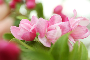 Obraz na płótnie Canvas Cherry blossom flowers on a spring day