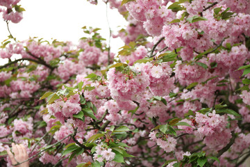 Sakura flowers on a spring day