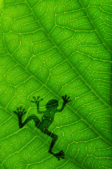 Frog shadow on the green leaf. Close up on green leaf texture