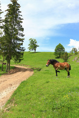 View of the horse on the meadow.