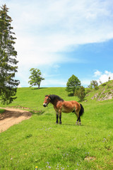 Fototapeta na wymiar View of the horse on the meadow.