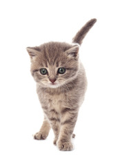 Small cute kitten, isolated on white