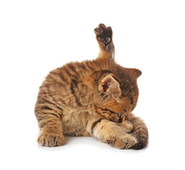 Small cute kitten, isolated on white