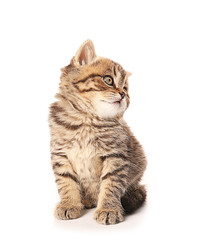Fototapeta premium Small cute kitten, isolated on white