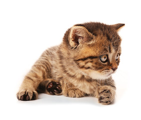 Small cute kitten, isolated on white