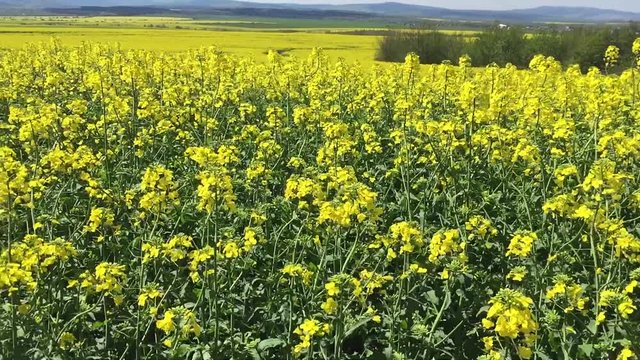 Beautiful Yellow Oilseed Rape Flowers in the Field, panoramic