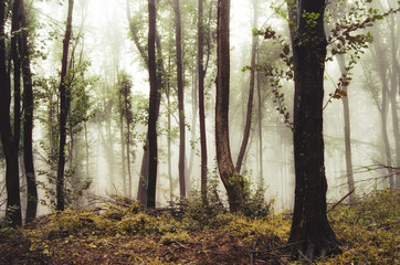 natural forest in mist