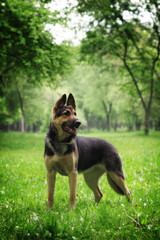 German shepherd dog