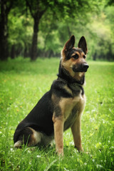 Naklejka na ściany i meble German shepherd dog
