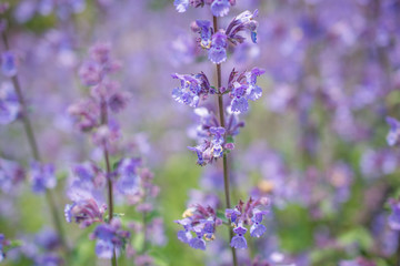 Nepeta cataria.