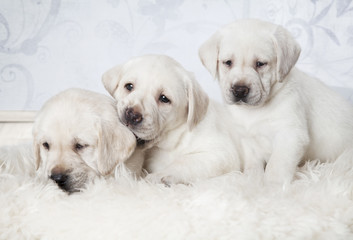 Purebred Labrador puppies indoors