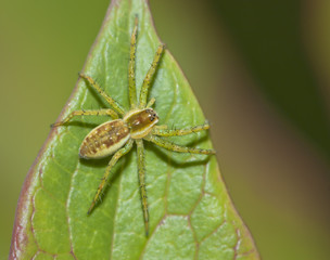 Spider hiding on a leaf