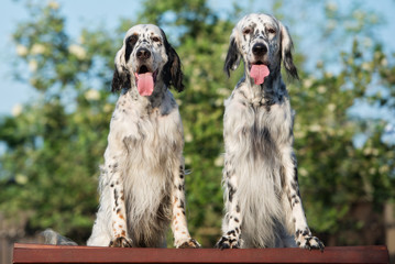 two english setter dogs posing outdoors together