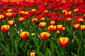 Colorful blossing tulips in public park