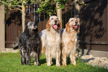 three english setter dogs standing outdoors