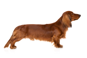 red dachshund dog standing on white