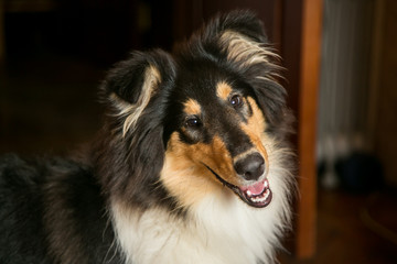 Portrait of a collie dog