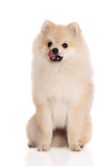 Obraz premium pomeranian spitz dog licks his nose