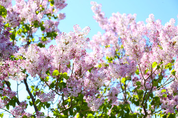 Blooming lilac branches, close up