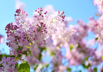 Blooming lilac branches, close up